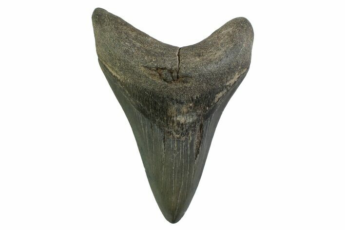 Fossil Megalodon Tooth - Georgia #338678